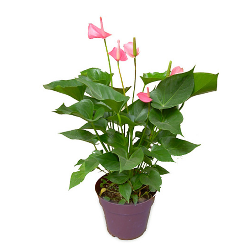 粉掌