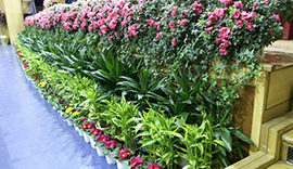 如何栽植养护香樟树？